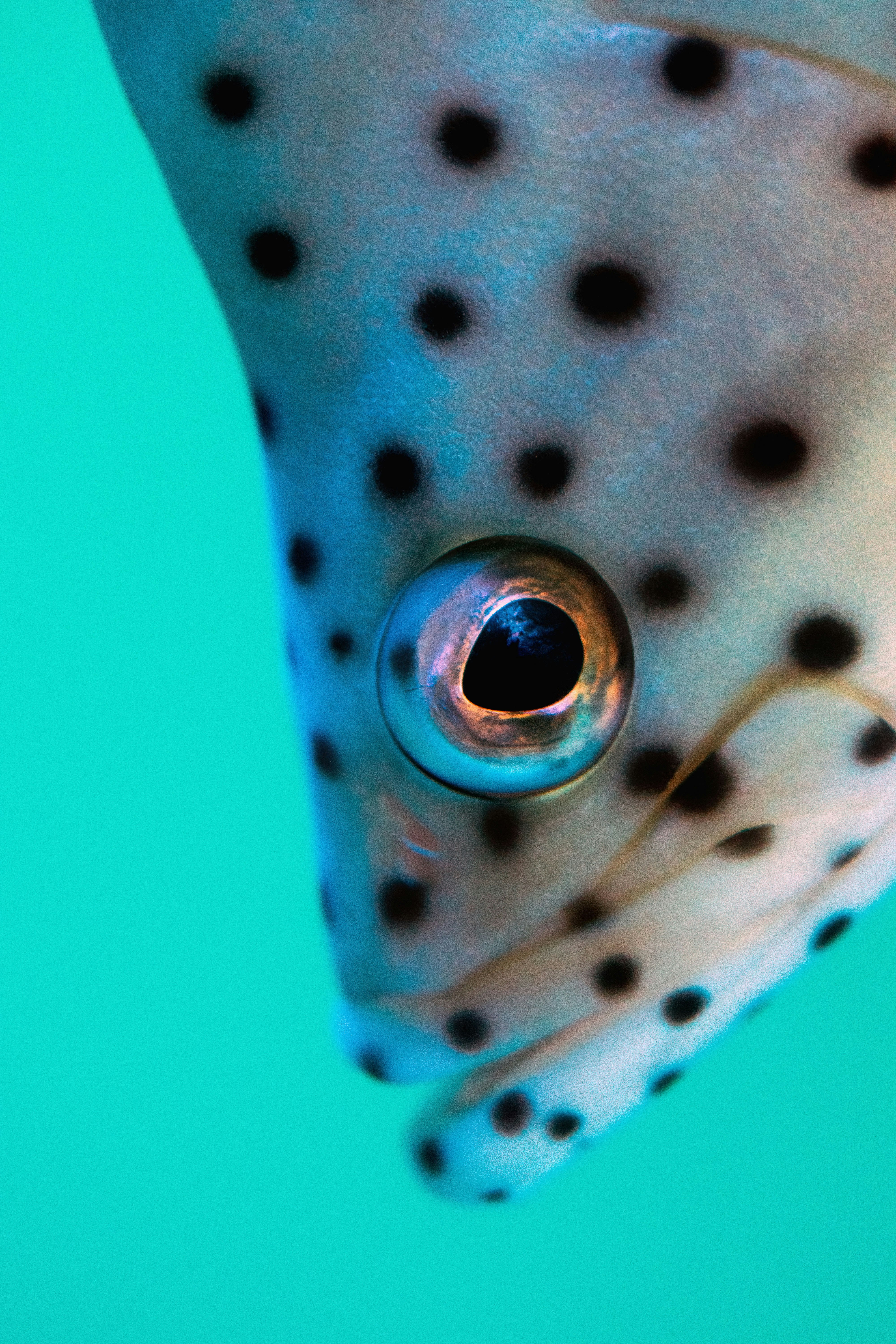 blue and white polka dot fish